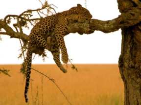 guepard