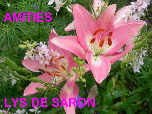 voir l'image en taille réelle